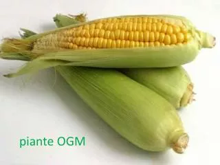 piante ogm