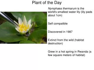 Nymphaea thermarum is the world's smallest water lily (lily pads about 1cm) Self compatible