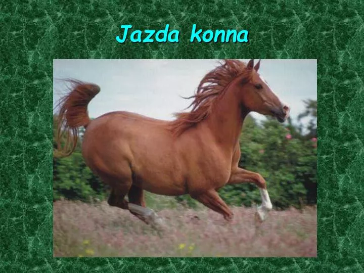 jazda konna