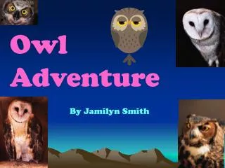 Owl Adventure