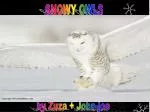 SNOWY OWLS