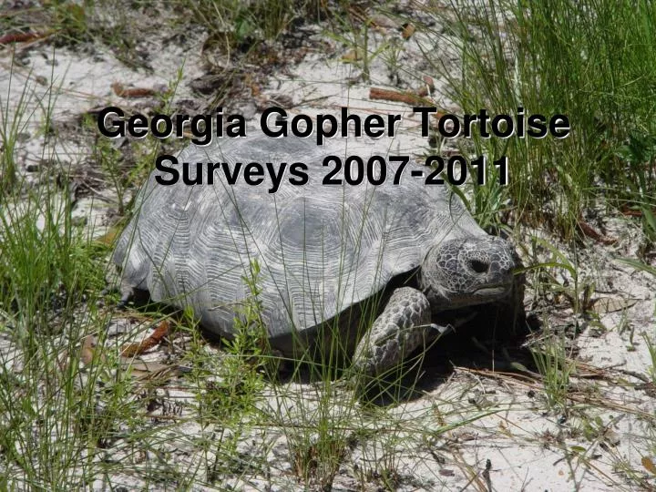 georgia gopher tortoise surveys 2007 2011