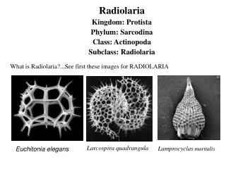 Radiolaria Kingdom: Protista Phylum: Sarcodina Class: Actinopoda Subclass: Radiolaria