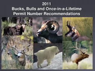 2011 Bucks, Bulls and Once-in-a-Lifetime Permit Number Recommendations