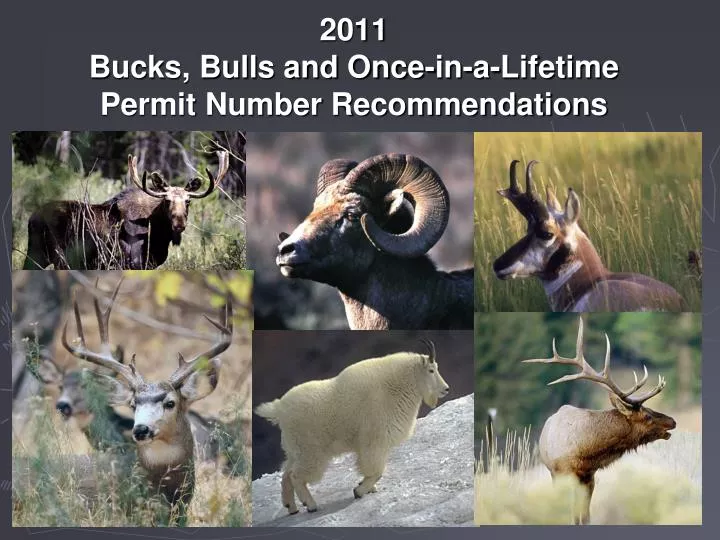 2011 bucks bulls and once in a lifetime permit number recommendations