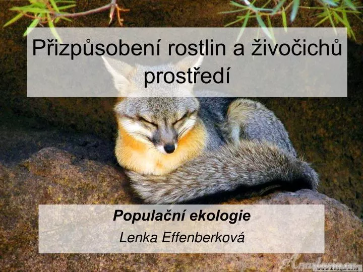 p izp soben rostlin a ivo ich prost ed