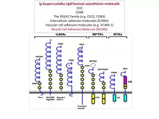 Ig Szupercsaládba (IgSF)tartozó sejtadhéziós molekulák CD2 CD48