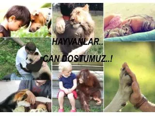 hayvanlar can dostlarimiz