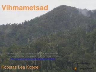 vihmametsad