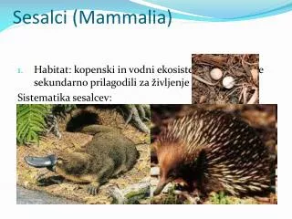 sesalci mammalia