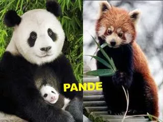 pande