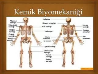 kemik biyomekani i