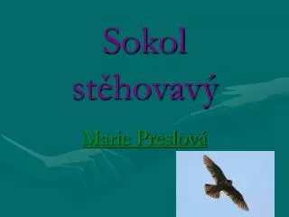 sokol st hovav