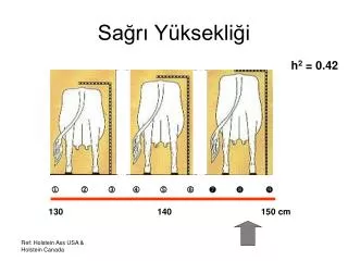 sa r y ksekli i