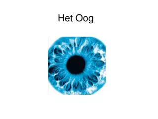het oog