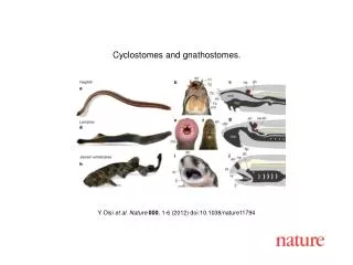 Y Oisi et al. Nature 000 , 1 - 6 (2012) doi:10.1038/nature11794