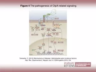 Figure 4 The pathogenesis of OipA-related signaling