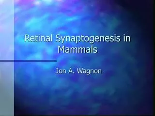 Retinal Synaptogenesis in Mammals