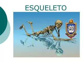 esqueleto