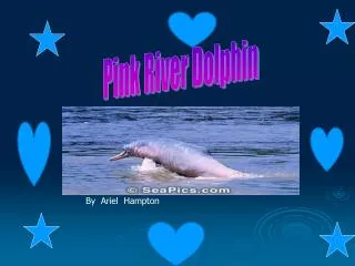 Pink River Dolphin