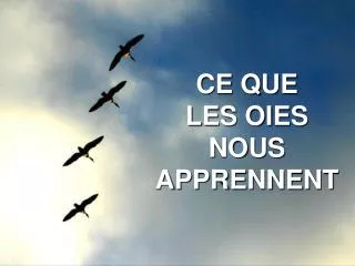 ce que les oies nous apprennent