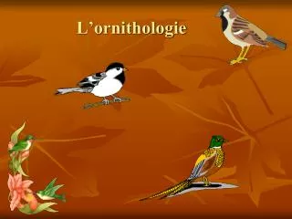 L’ornithologie