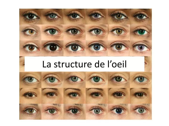 la structure de l oeil