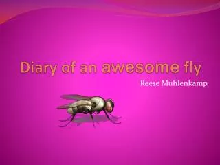 Diary of an awesome fly