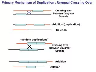 Primary Mechanism of Duplication : Unequal Crossing Over