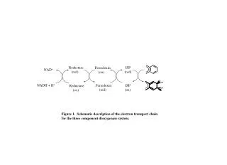 Figure 1. Schematic description of the electron transport chain