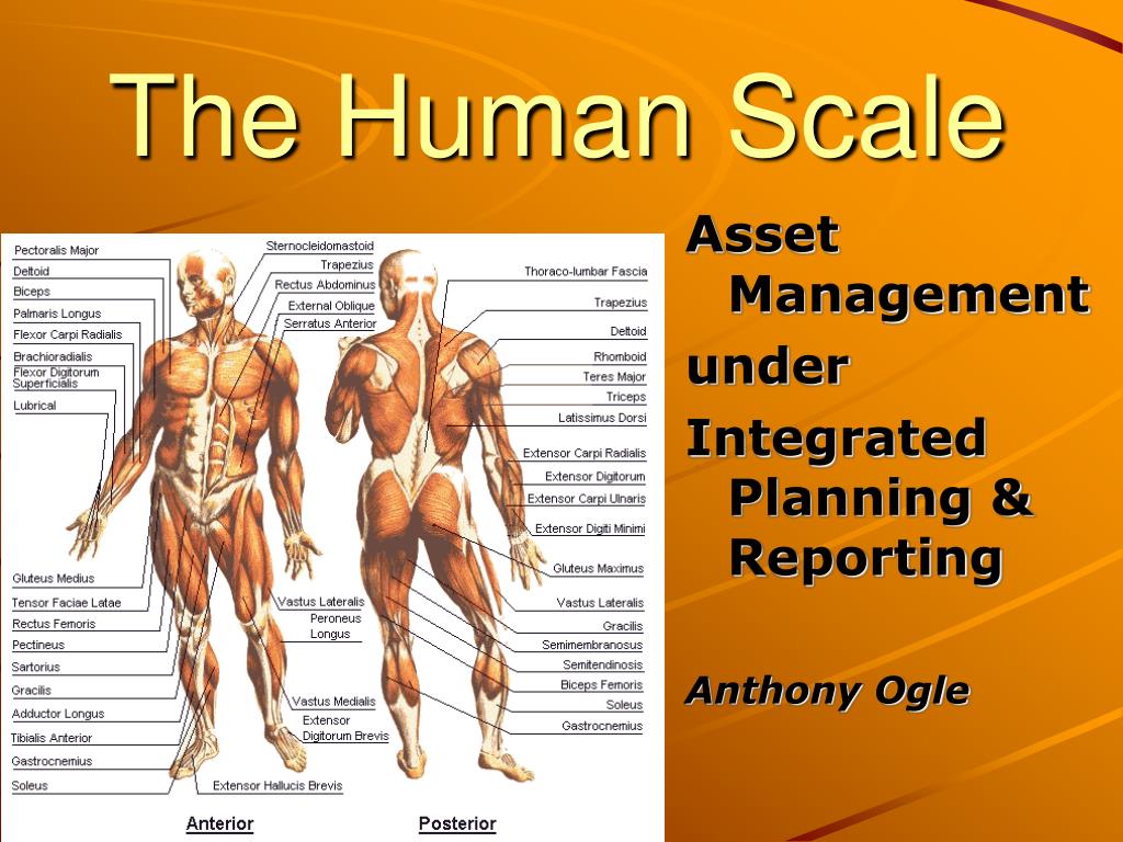 PPT - The Human Scale PowerPoint Presentation, free download - ID:4665190