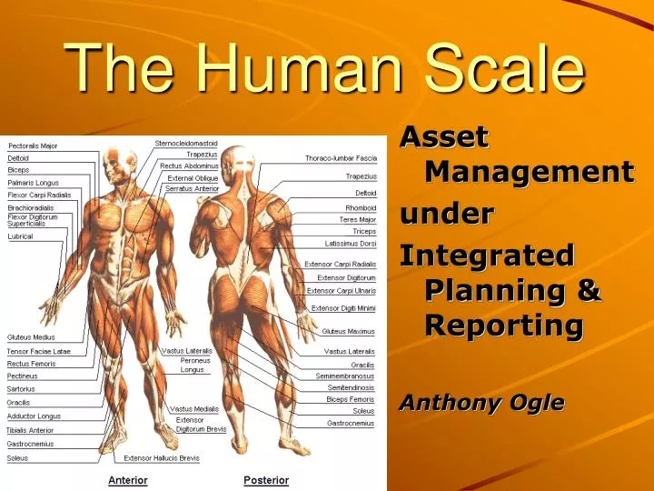 the human scale