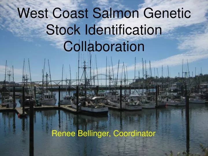 west coast salmon genetic stock identification collaboration