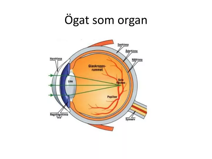 gat som organ