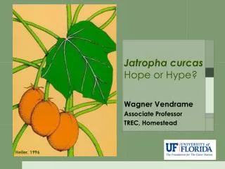 Jatropha curcas Hope or Hype?