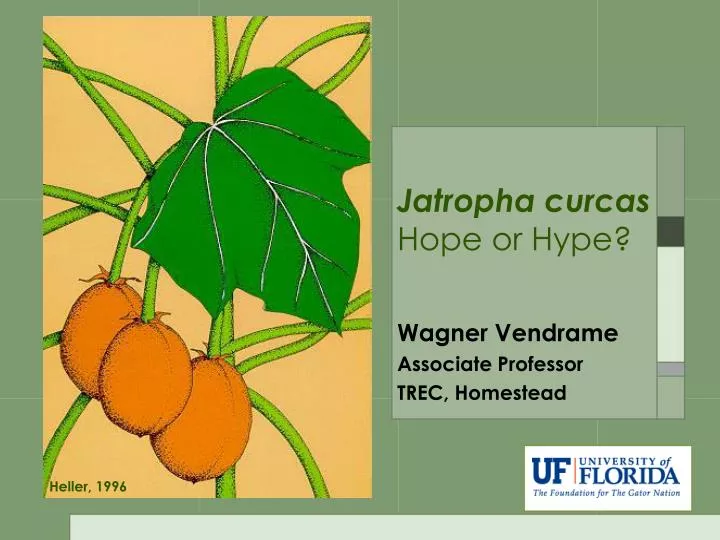 jatropha curcas hope or hype