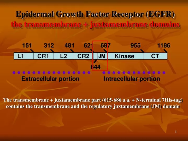 epidermal growth factor receptor egfr the transmembrane juxtamembrane domains