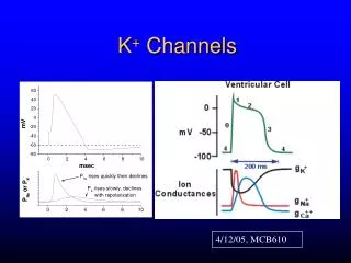 K + Channels