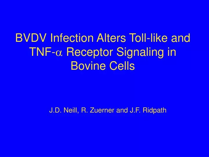 bvdv infection alters toll like and tnf receptor signaling in bovine cells