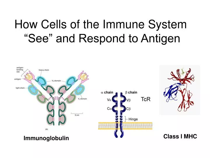 how cells of the immune system see and respond to antigen