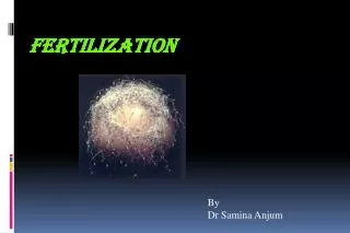 fertilization