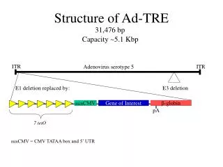 Structure of Ad-TRE