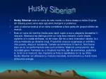Husky Siberian - slide 1