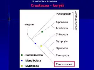 crustacea kor i