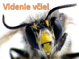 v id enie v iel