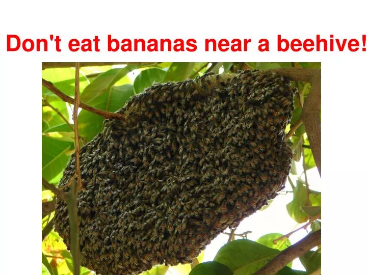 don t eat bananas near a beehive