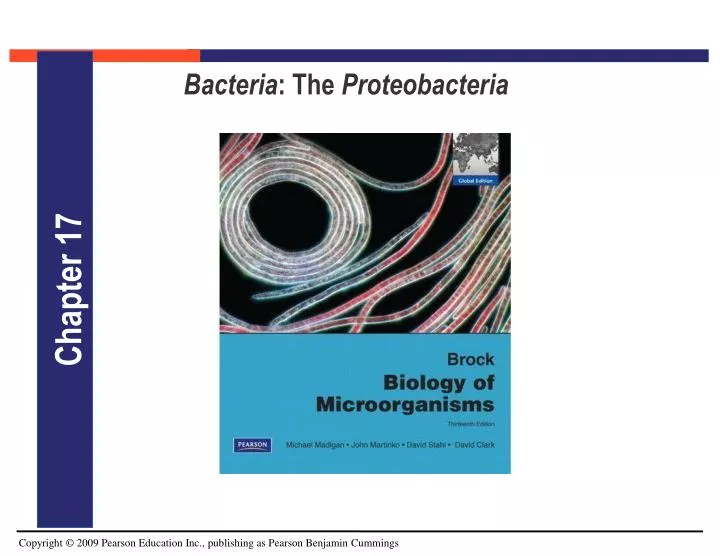 bacteria the proteobacteria