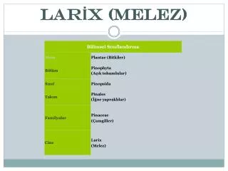 lar x melez