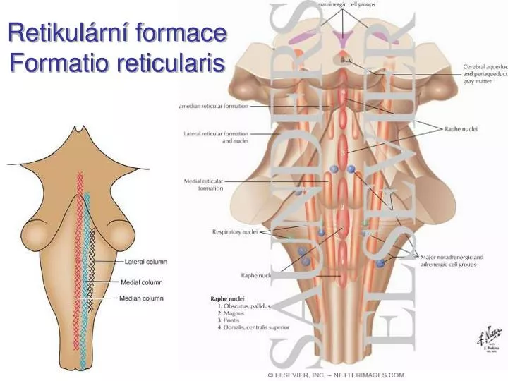 retikul rn formace formatio reticularis