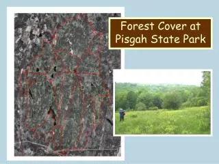 Forest Cover at Pisgah State Park